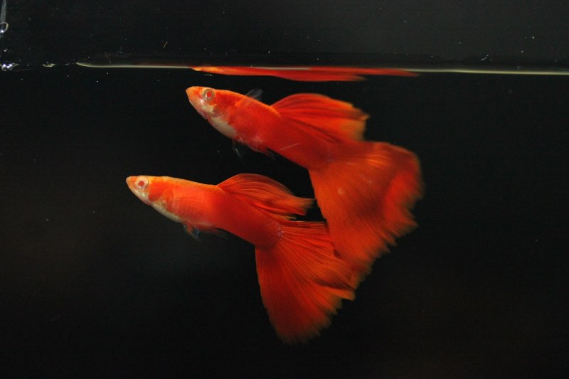 Guppy Full Red Albino