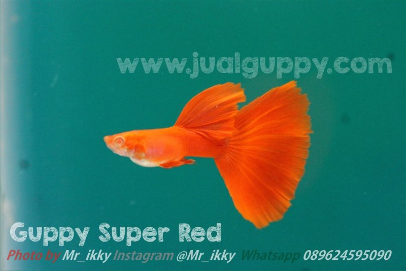 Guppy Red Lace