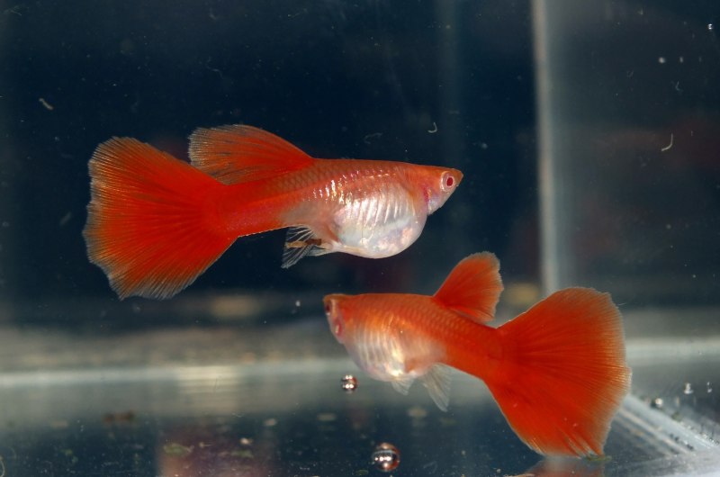 Guppy Full Red Albino