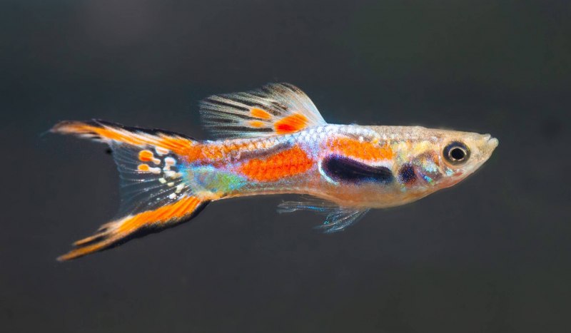 Guppy Full Red Albino