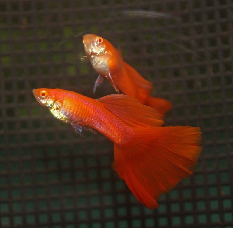 Guppy Full Red Albino