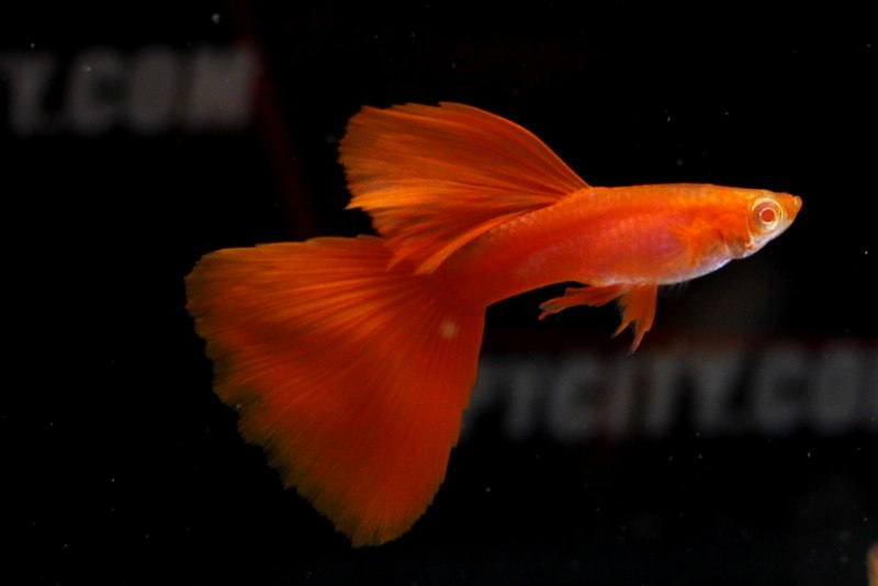 Гуппи Red Albino