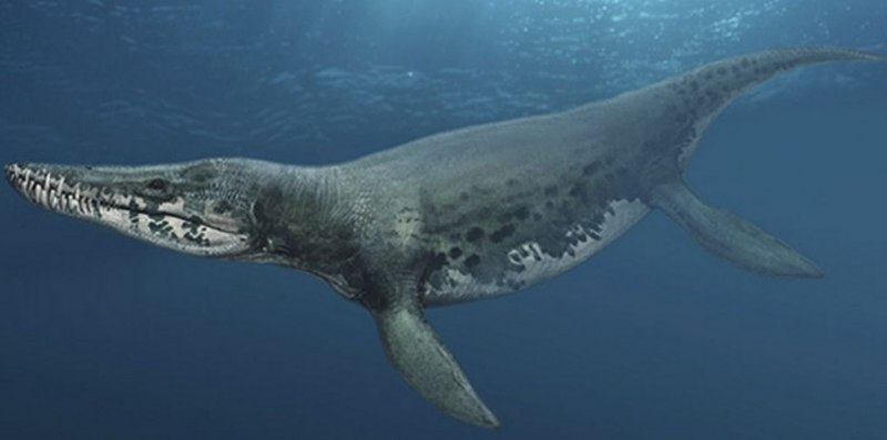 Pliosaurus macromerus