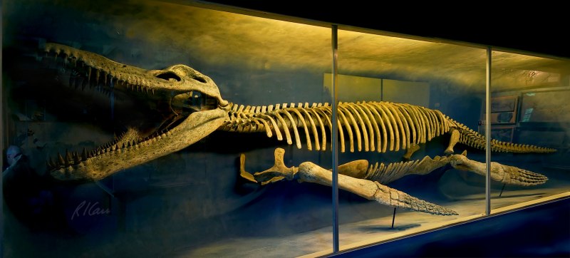 Морские динозавры Kronosaurus