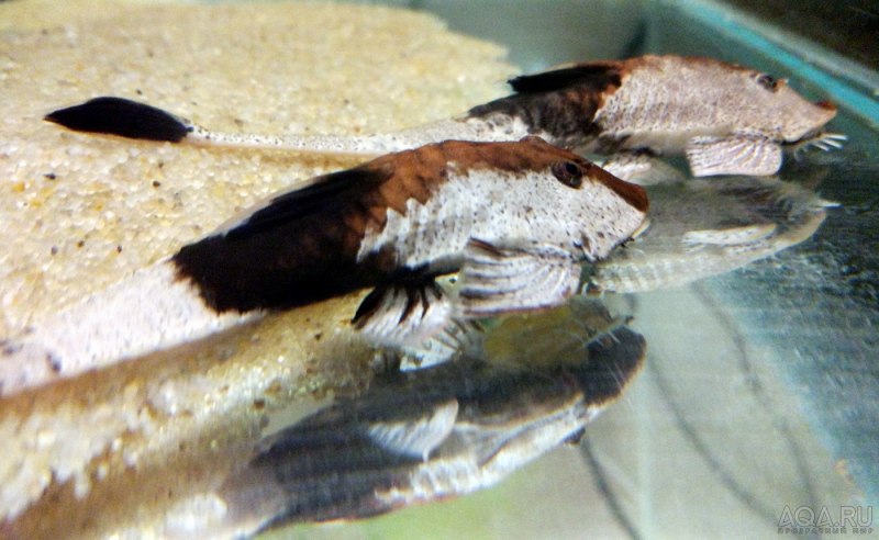 Pseudohemiodon devincenzii