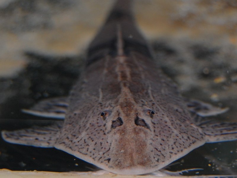 Hemiodontichthys acipenserinus