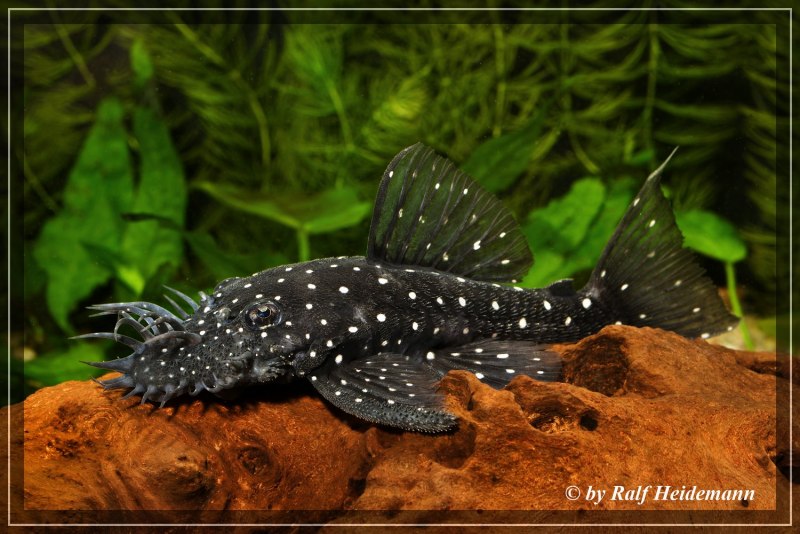 Loricariichthys maculatus