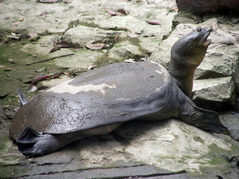 (Trionyx Tringulus) Нильская черепаха