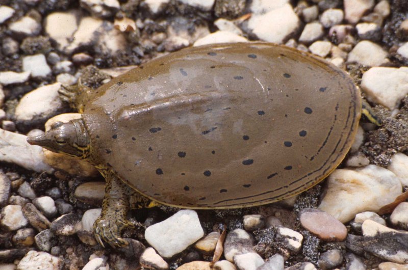 Pelochelys cantorii
