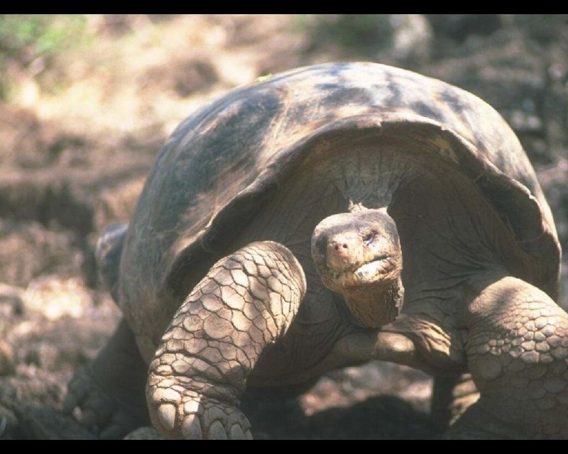 Pelochelys cantorii