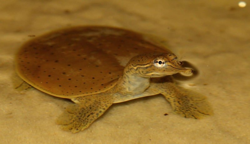 Apalone mutica