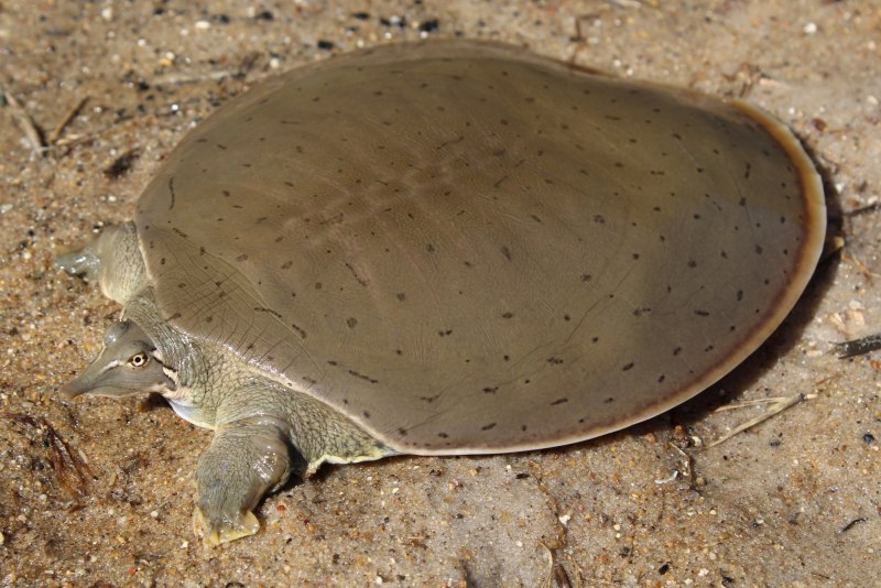 (Trionyx Tringulus) Нильская черепаха