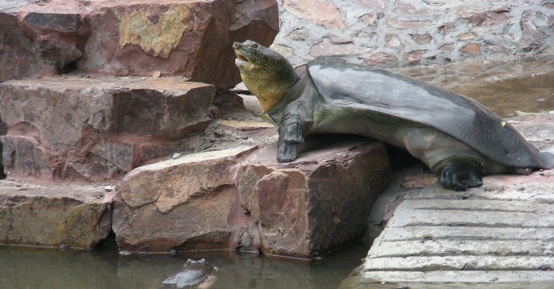 (Trionyx Tringulus) Нильская черепаха