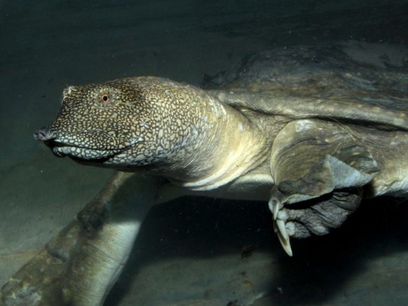 Pelochelys cantorii