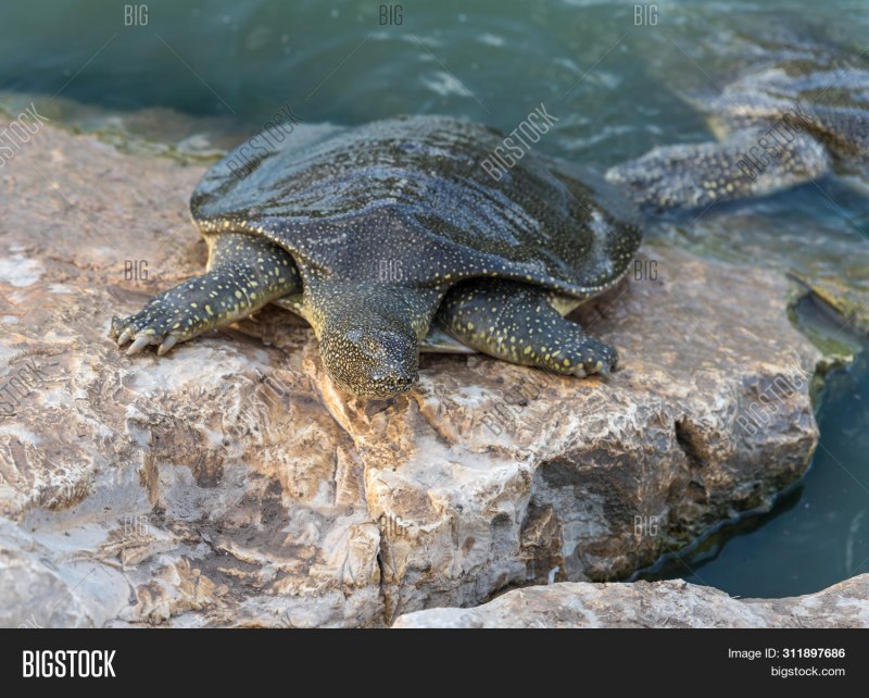 Дальневосточная черепаха Trionyx sinensis