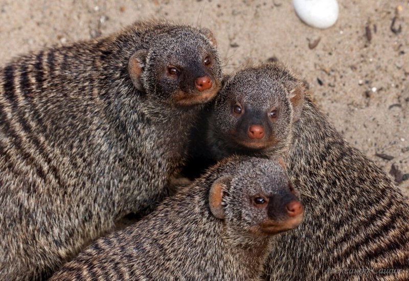 Королевский Мангуст