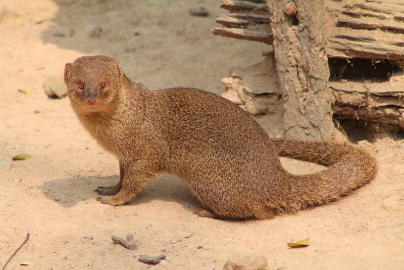 Конферум Mongoose