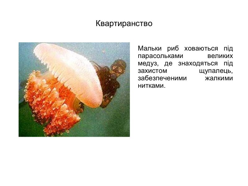 Медуза цианея классификация