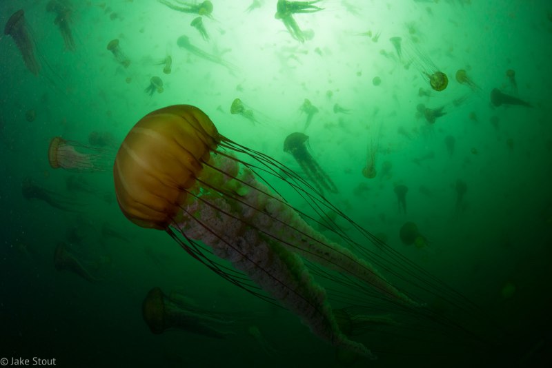 Aurelia Aurita сцифистома
