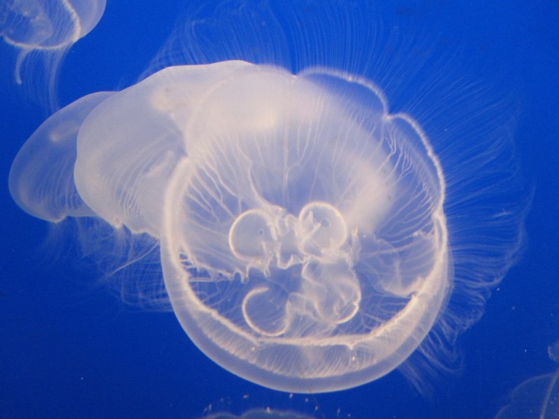 Chironex fleckeri