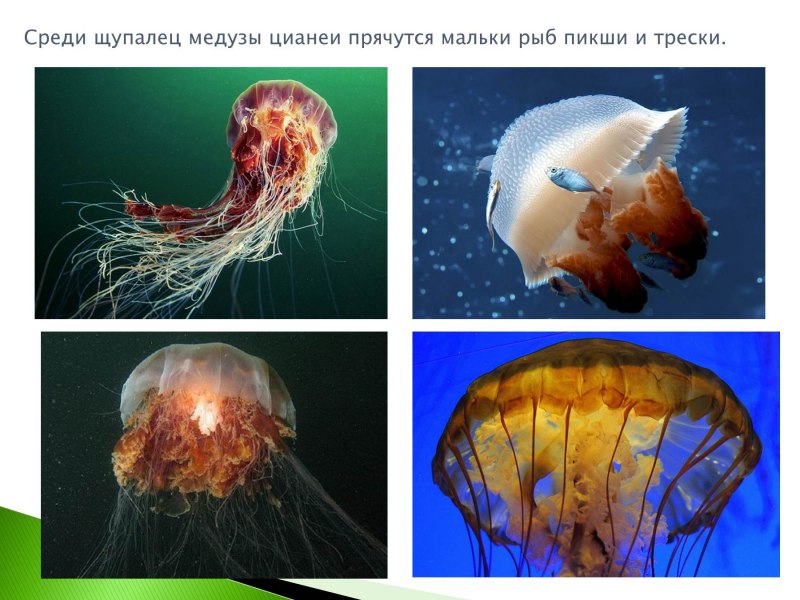 Медуза корнерот