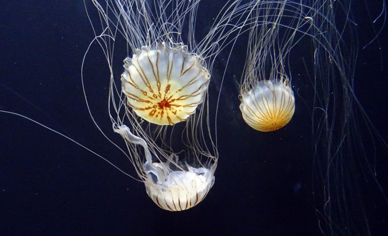 Jellyfish (2) – bellybutton