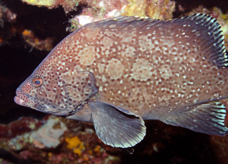 Parupeneus multifasciatus