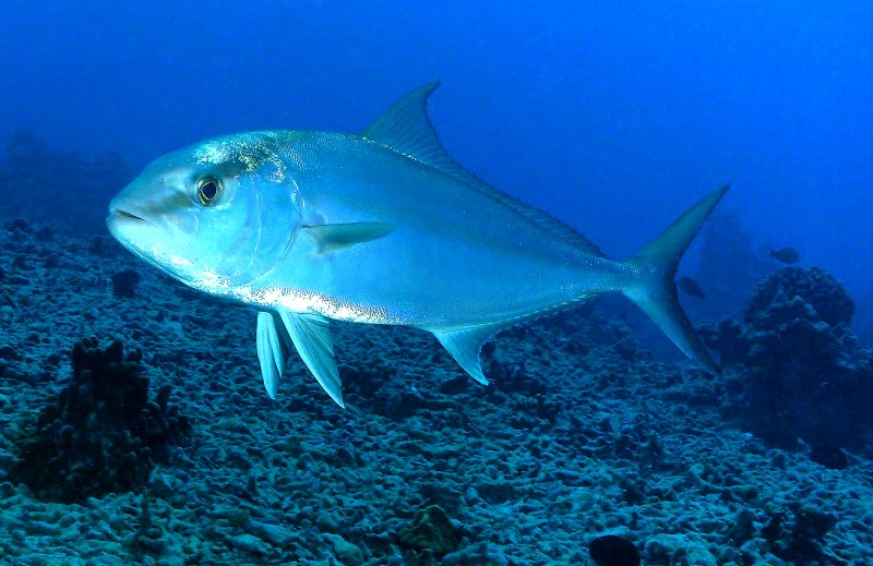 Aluterus Monoceros