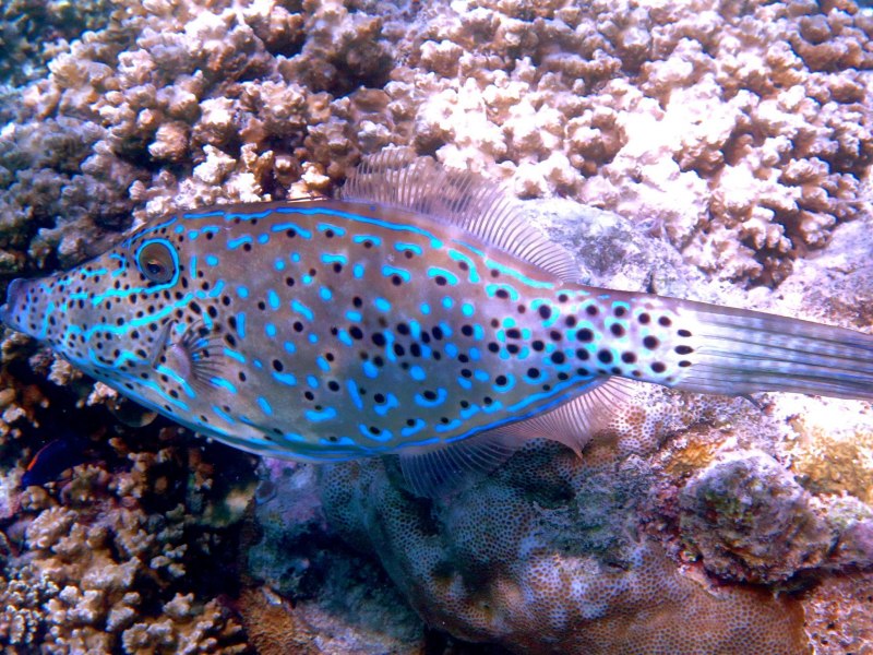 Acanthurus coeruleus