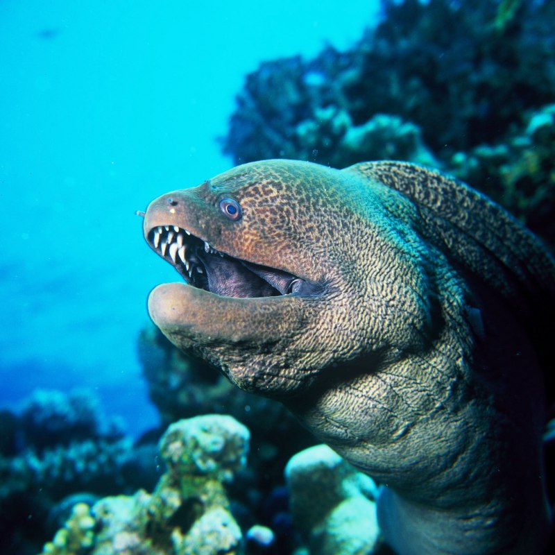 Sphyraena Sphyraena барракуду