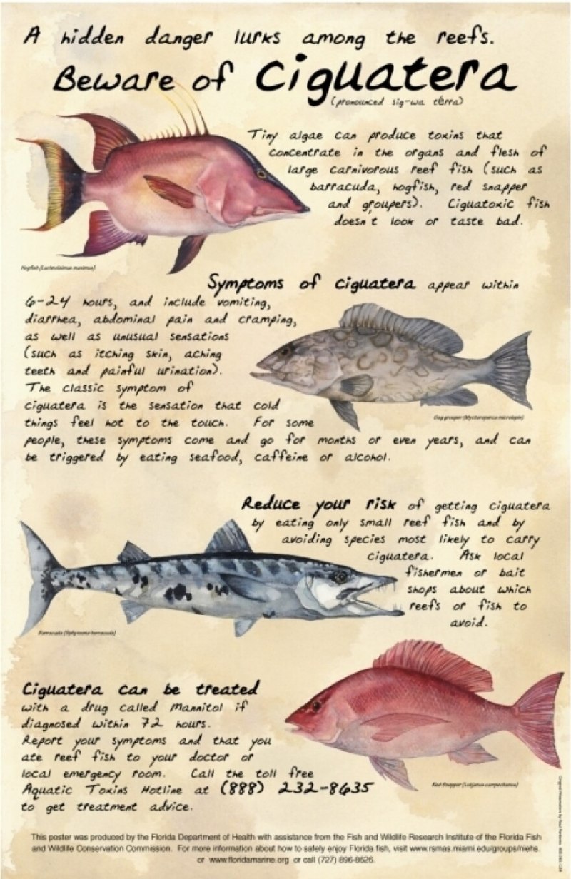 Морская щука Барракуда
