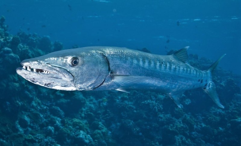 Scomberomorus munroi