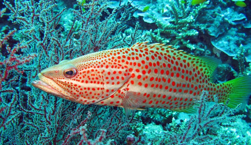 Chaetodon ocellatus