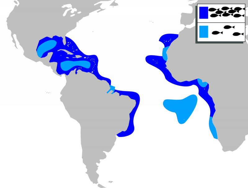 Сурими рыба