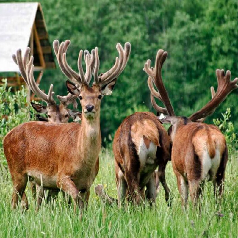Благородный олень (Cervus elaphus)