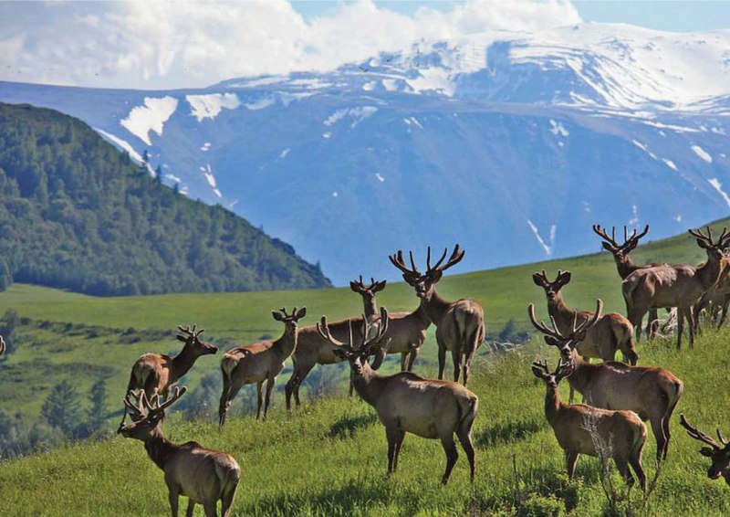 Благородный олень (Cervus elaphus)
