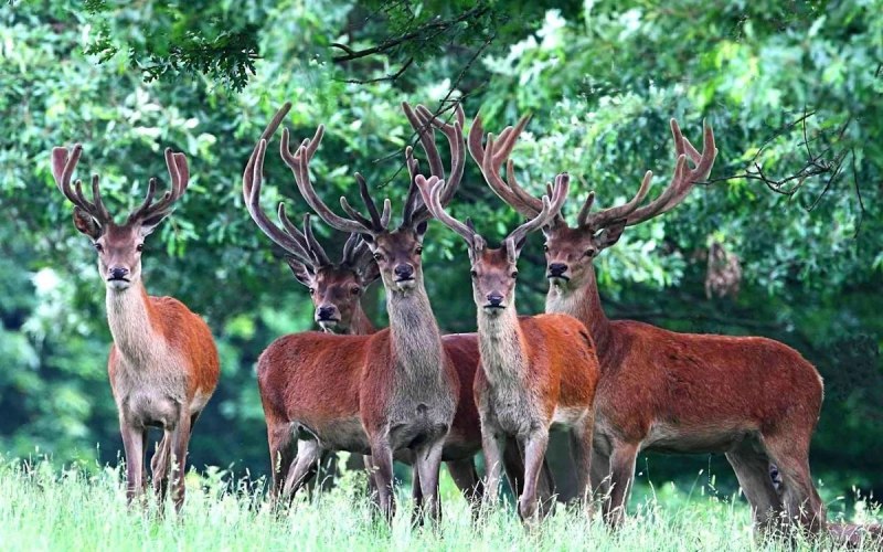 Марал Cervus elaphus