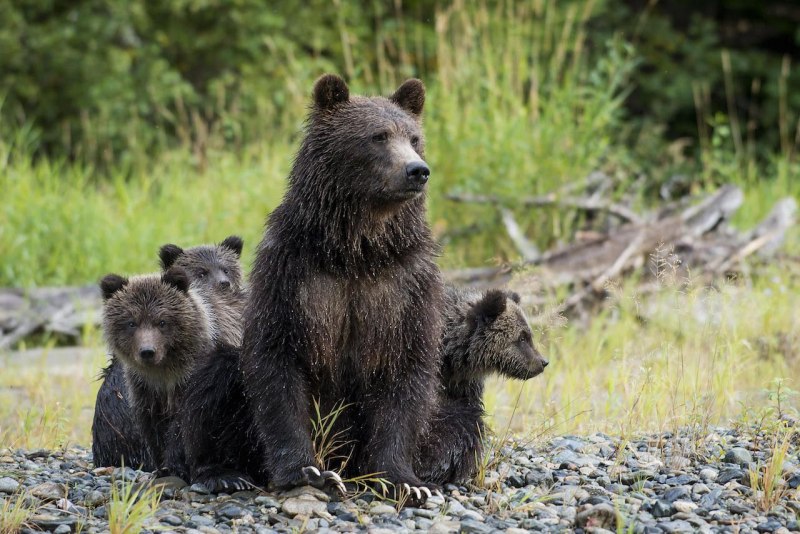 Чёрный медведь - Ursus americanus