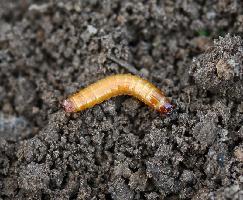 Selatosomus aeneus
