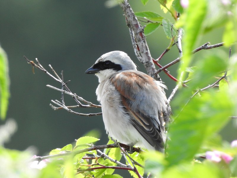 Lanius meridionalis