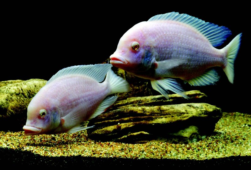 Cyrtocara moorii