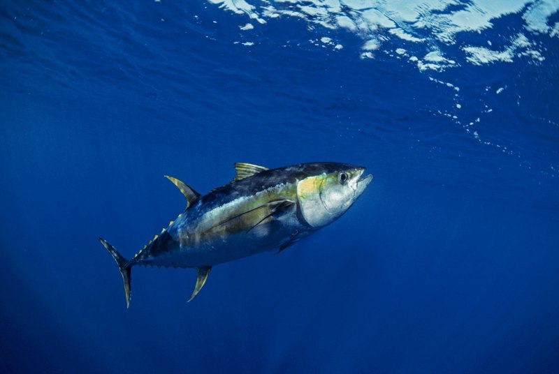 Galaxy Tuna Fish