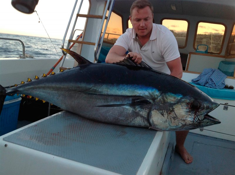 Тунец Yellowfin