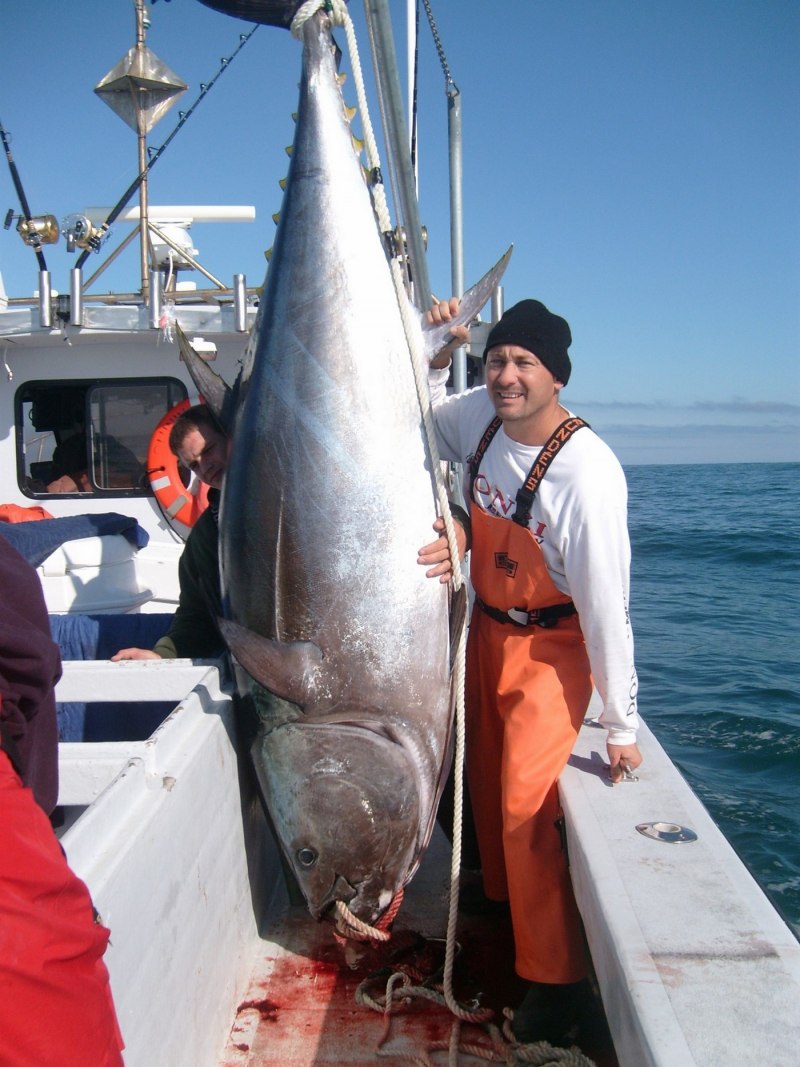 Тунец Bluefin Tuna