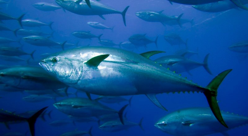 Тунец Bluefin