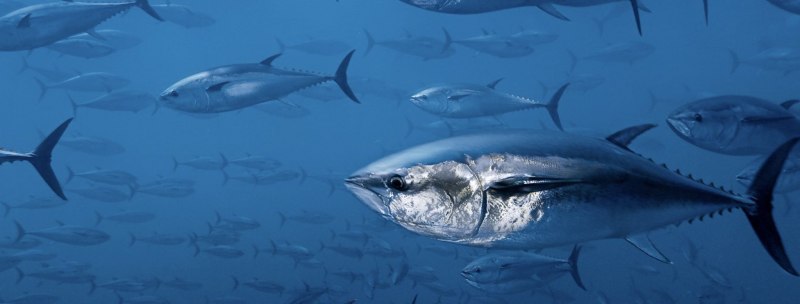 Тунец Bluefin