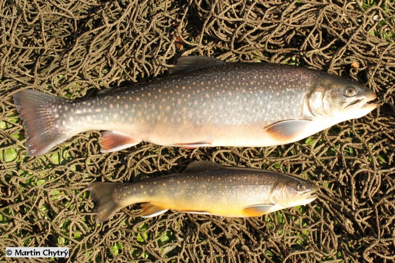 Salvelinus fontinalis
