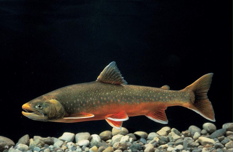 Арктический голец Salvelinus Alpinus