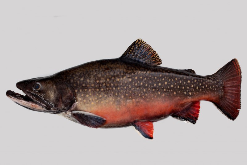 Salvelinus – гольцы