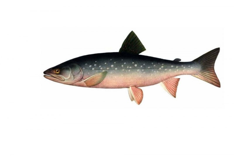 Арктический голец Salvelinus Alpinus